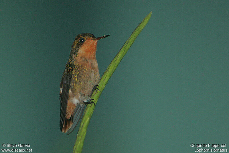 Tufted Coquette female adult breeding