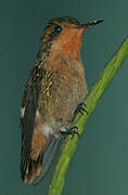 Tufted Coquette