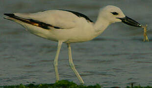 Crab-plover