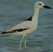 Crab-plover