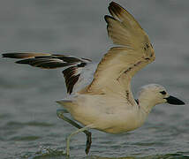 Crab-plover