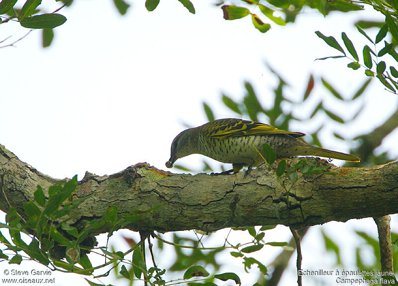 Black Cuckooshrike female adult post breeding