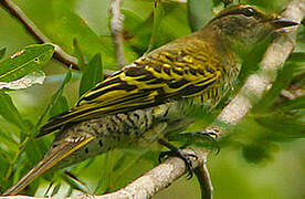 Black Cuckooshrike