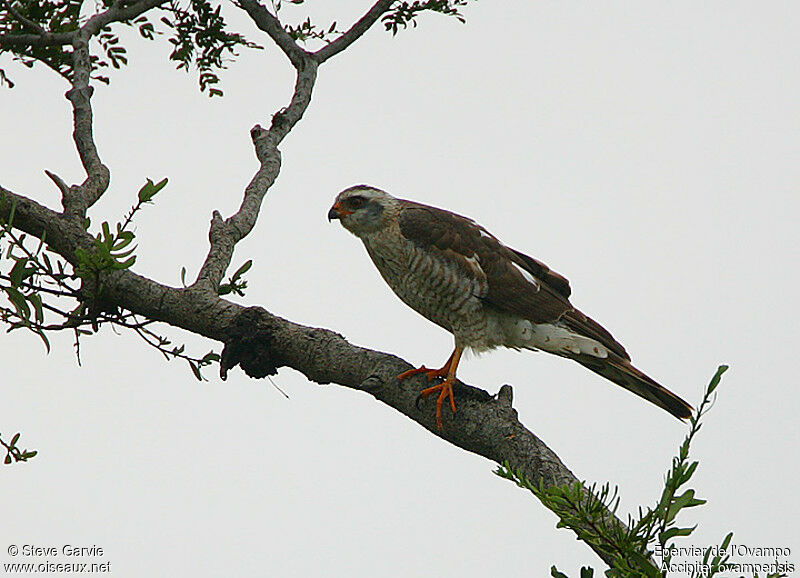 Ovambo SparrowhawkFirst year