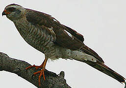 Ovambo Sparrowhawk