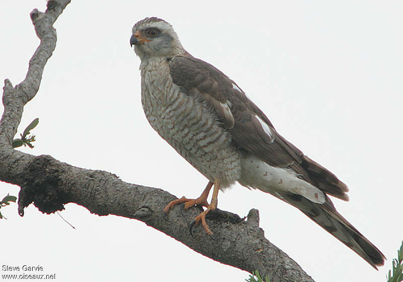 Ovambo SparrowhawkSecond year, identification