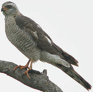 Ovambo Sparrowhawk