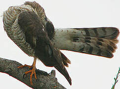 Ovambo Sparrowhawk