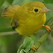 Little Yellow Flycatcher