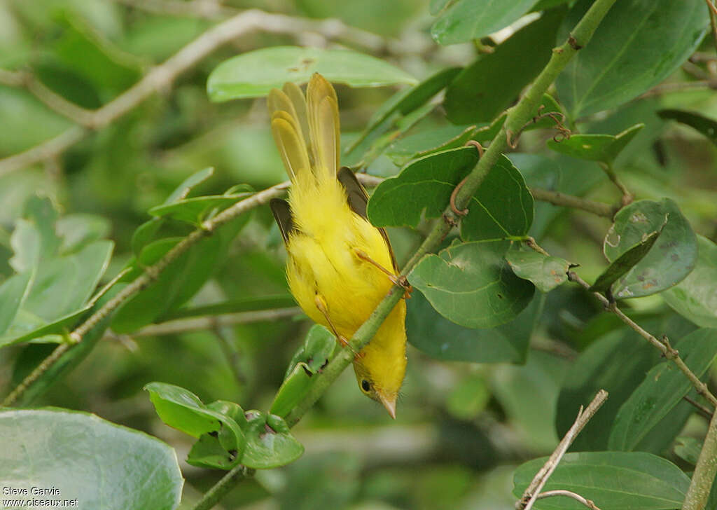 Érythrocerque jauneadulte nuptial, habitat, pigmentation, Comportement