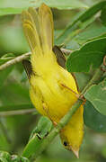 Little Yellow Flycatcher