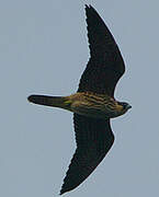 Eleonora's Falcon