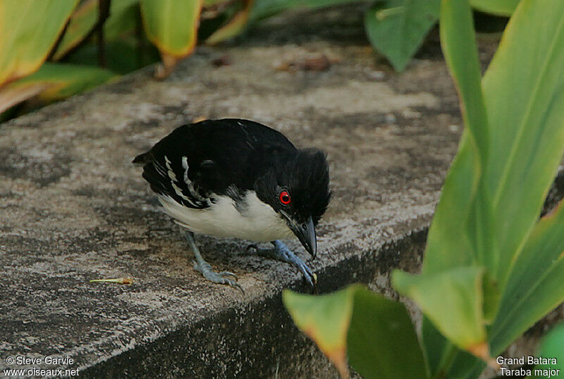 Great Antshrike male adult breeding