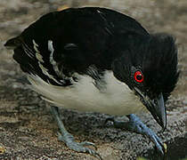 Great Antshrike