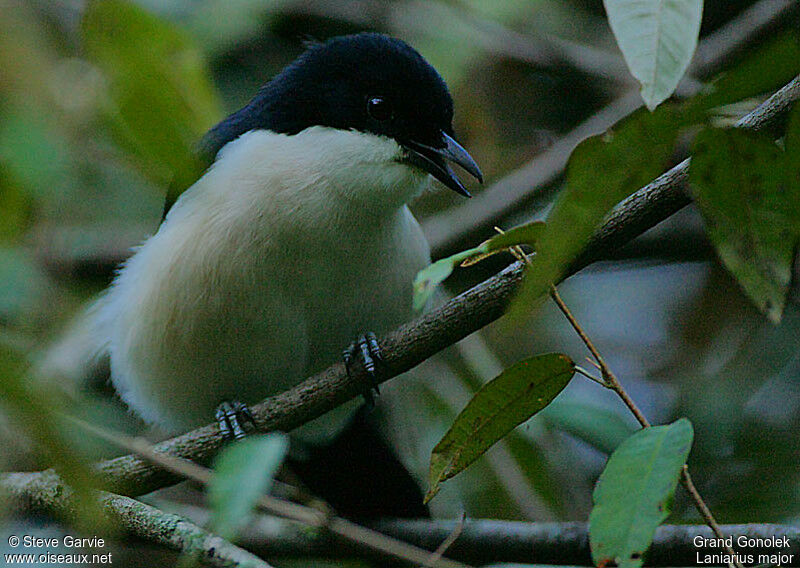 Tropical Boubouadult post breeding