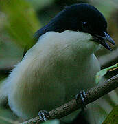 Tropical Boubou