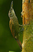 Buff-throated Woodcreeper