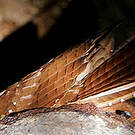 Guacharo des cavernes