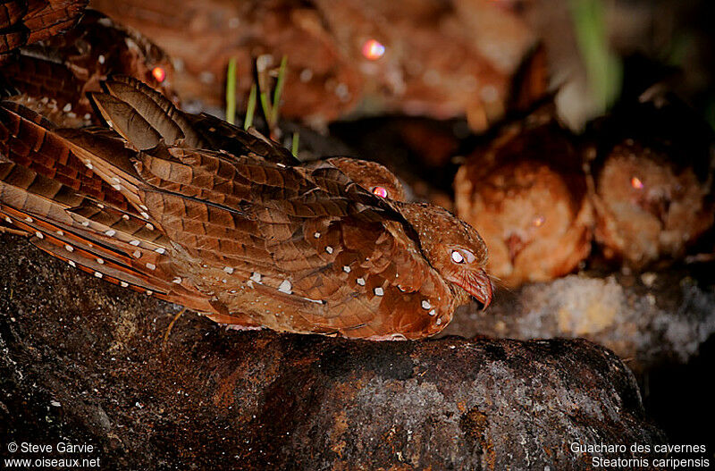 Guacharo des cavernesadulte nuptial