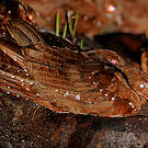 Guacharo des cavernes
