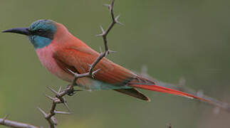 Northern Carmine Bee-eater