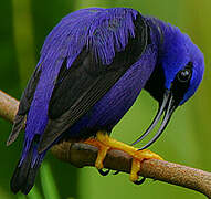 Purple Honeycreeper