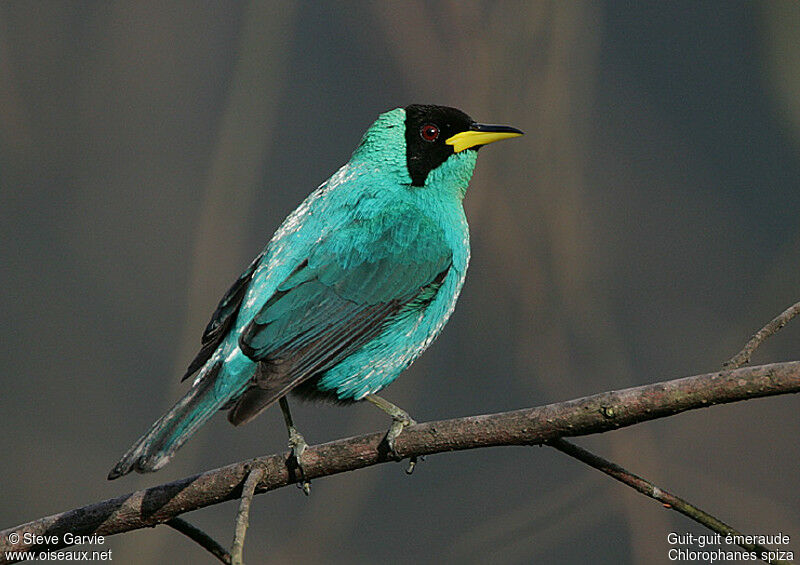 Green Honeycreeper male adult breeding