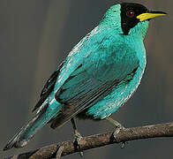 Green Honeycreeper