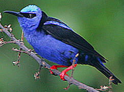 Red-legged Honeycreeper