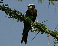 White-headed Saw-wing