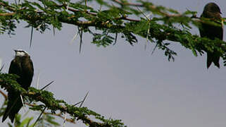 White-headed Saw-wing