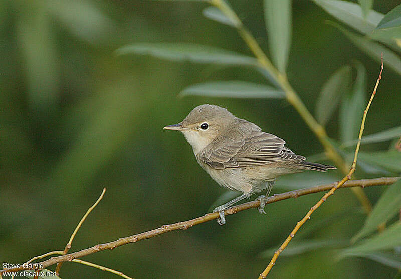 Hypolaïs pâlejuvénile, identification