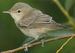 Eastern Olivaceous Warbler