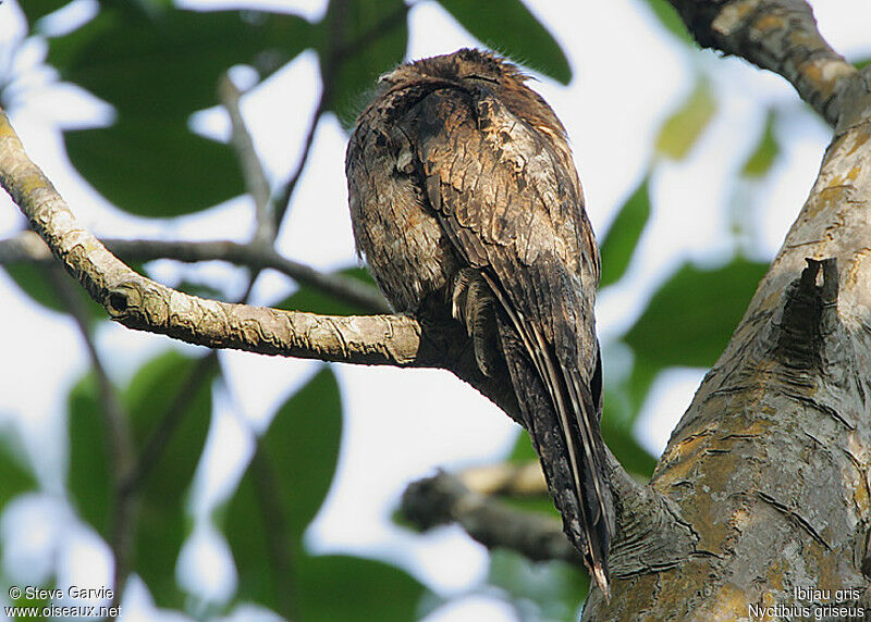 Common Potooadult breeding