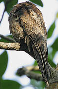 Common Potoo