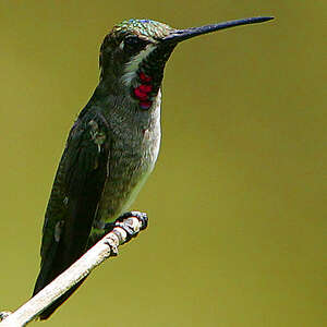 Colibri corinne