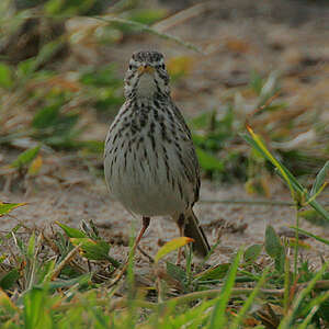 Pipit de Melinda