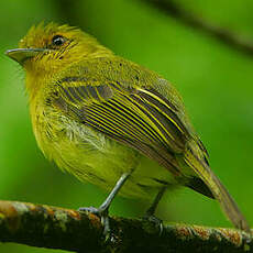 Platyrhynque à poitrine jaune