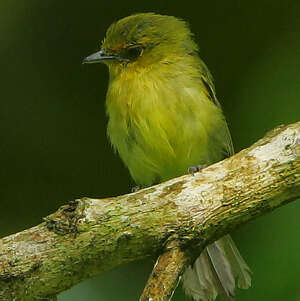 Platyrhynque à poitrine jaune