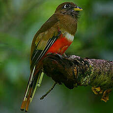 Trogon rosalba