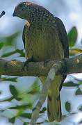 Scaly-throated Honeyguide