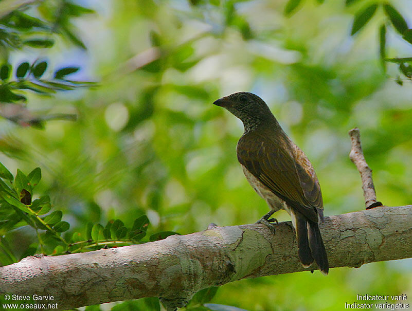 Scaly-throated Honeyguideadult breeding