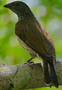 Scaly-throated Honeyguide