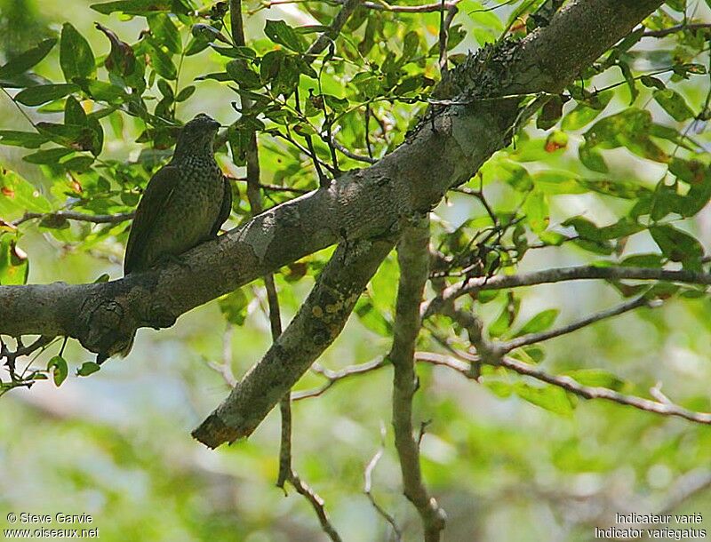 Scaly-throated Honeyguideadult breeding