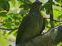 Scaly-throated Honeyguide