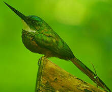 Jacamar à queue rousse