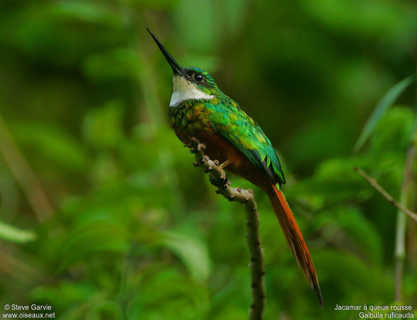 Jacamar à queue rousse mâle adulte nuptial