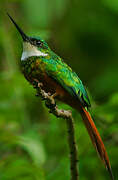 Rufous-tailed Jacamar