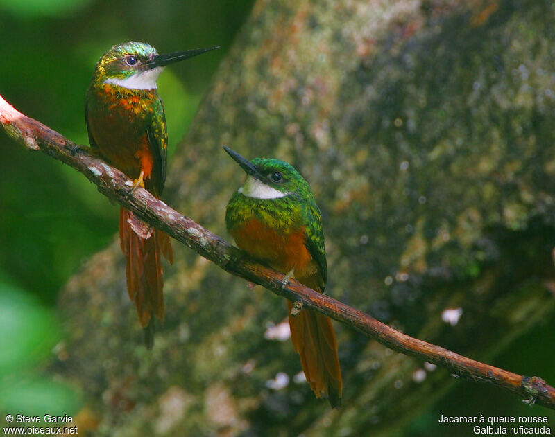 Jacamar à queue rousse mâle adulte internuptial