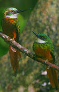 Rufous-tailed Jacamar